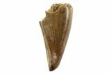 Tyrannosaur Premax Tooth - Montana #98312-1